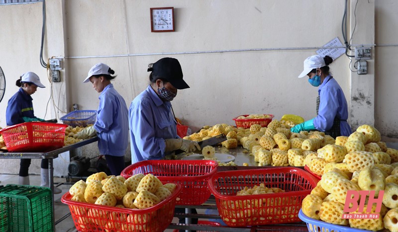 Từ ngày 1 - 3, tỉnh Thanh Hoá tiến hành Tổng điều tra Kinh tế năm 2021